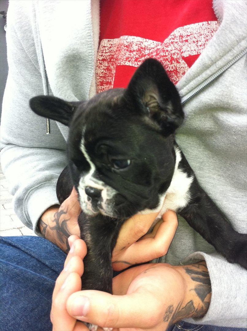 Fransk bulldog Bad Boy Hank billede 9