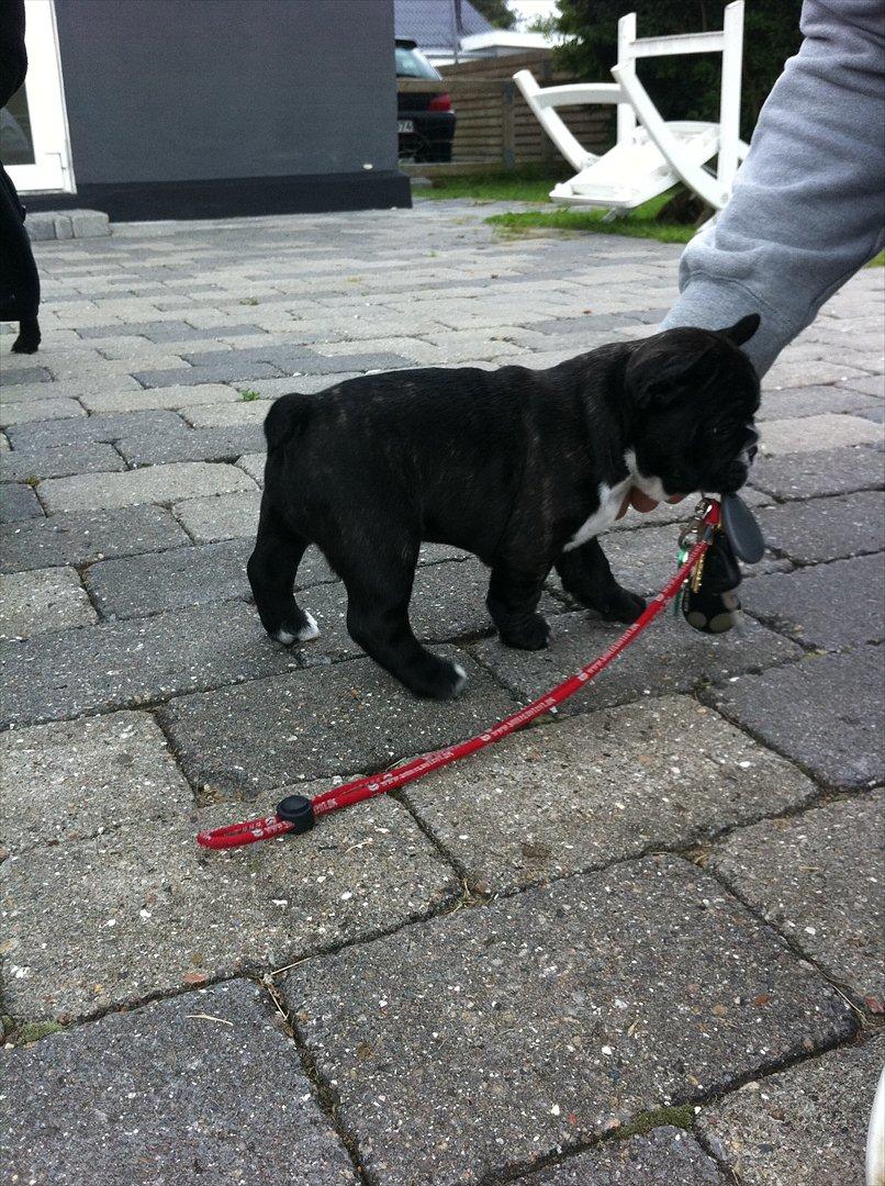 Fransk bulldog Bad Boy Hank billede 10