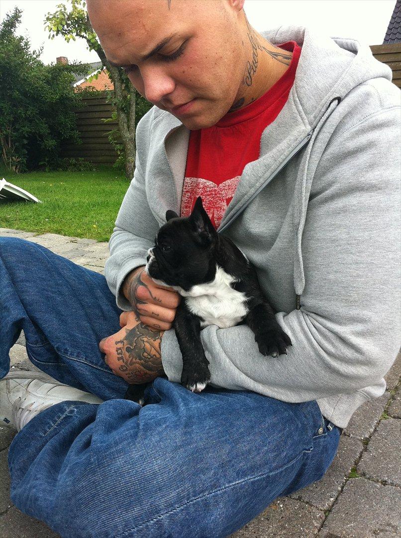 Fransk bulldog Bad Boy Hank billede 11