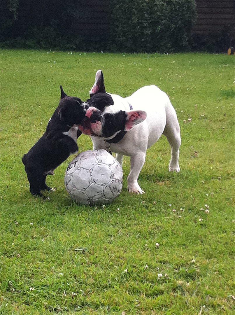 Fransk bulldog Bad Boy Hank billede 12