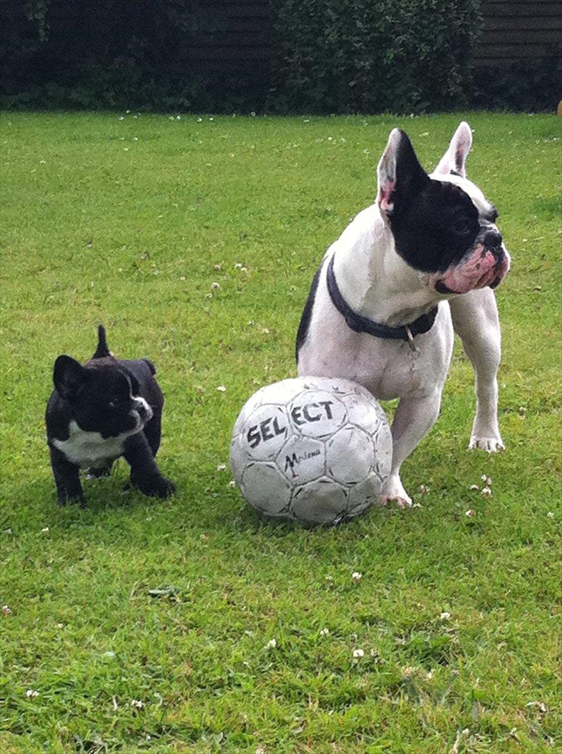 Fransk bulldog Bad Boy Hank billede 13