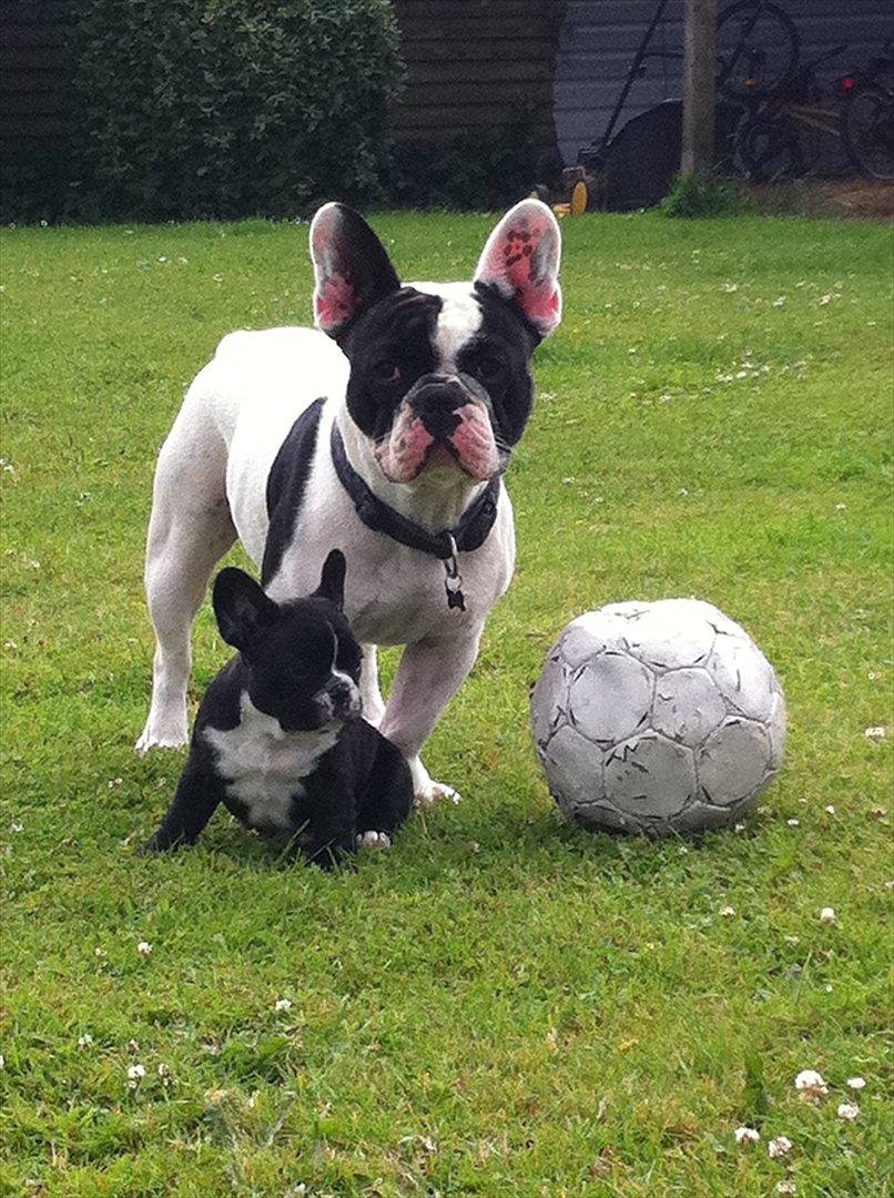 Fransk bulldog Bad Boy Hank billede 14