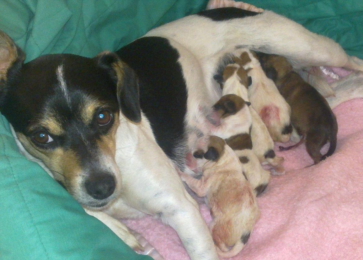 Dansk svensk gaardhund Sofie * R.I.P*  - Sofie med de nyfødte billede 2