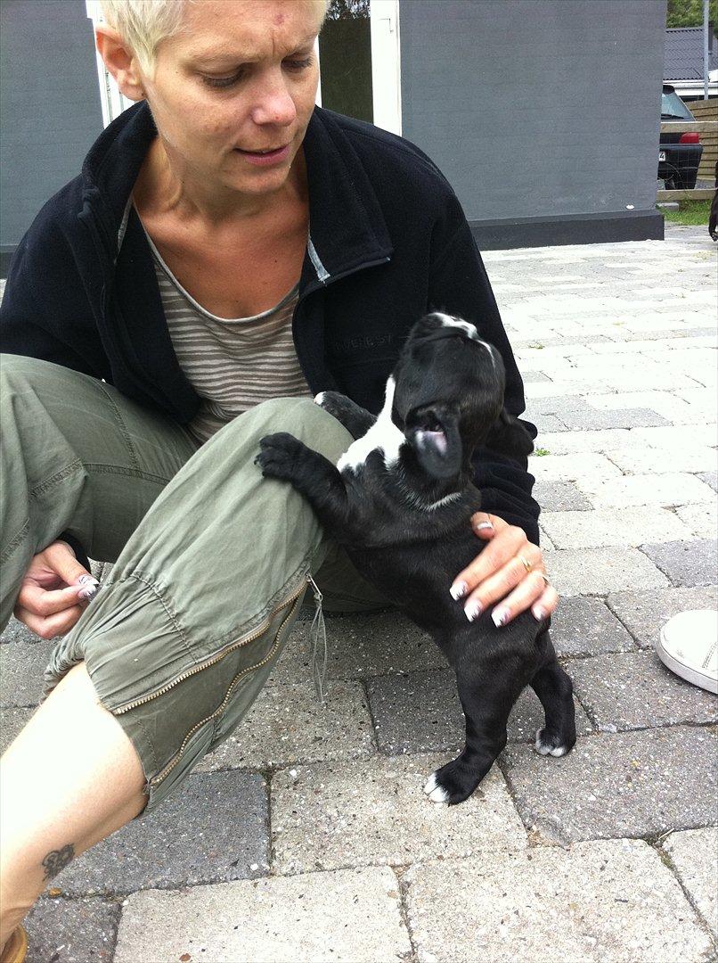 Fransk bulldog Bad Boy Hank billede 16