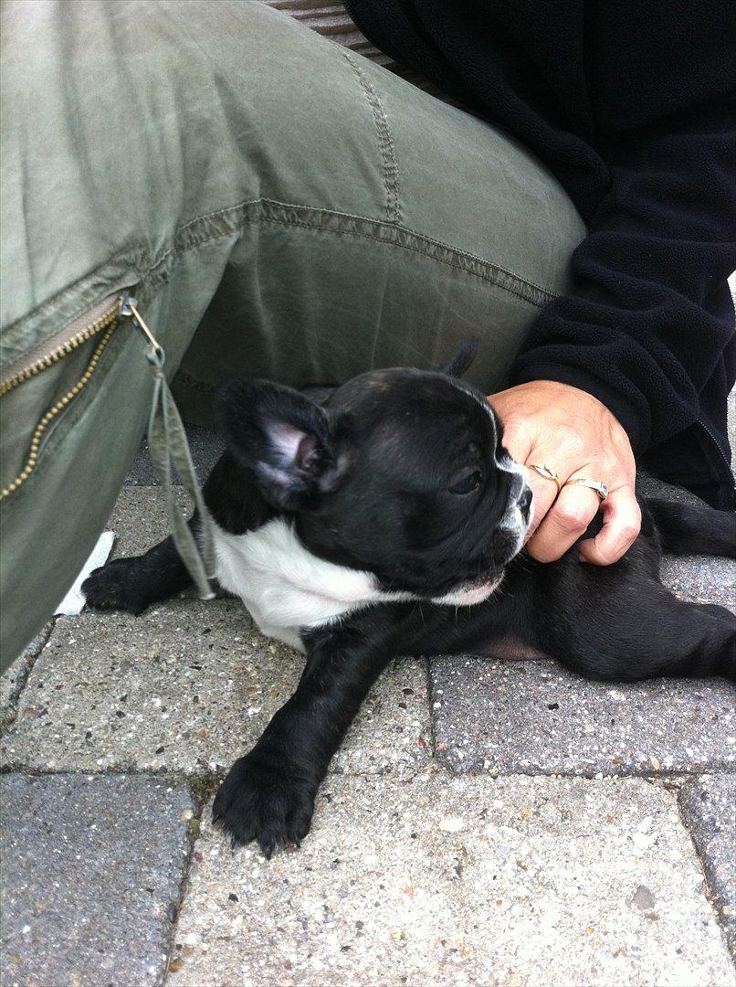 Fransk bulldog Bad Boy Hank billede 17