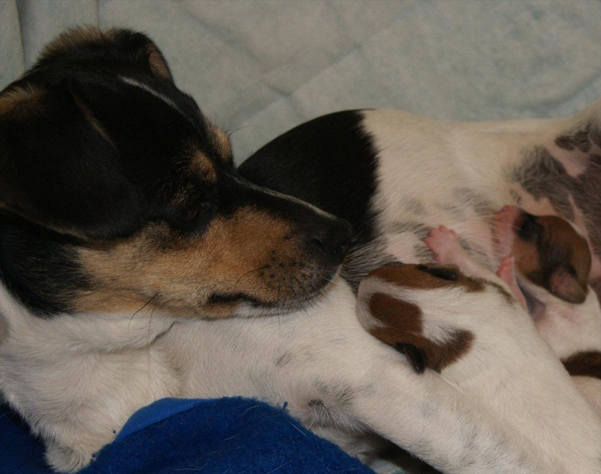 Dansk svensk gaardhund Sofie * R.I.P*  billede 13