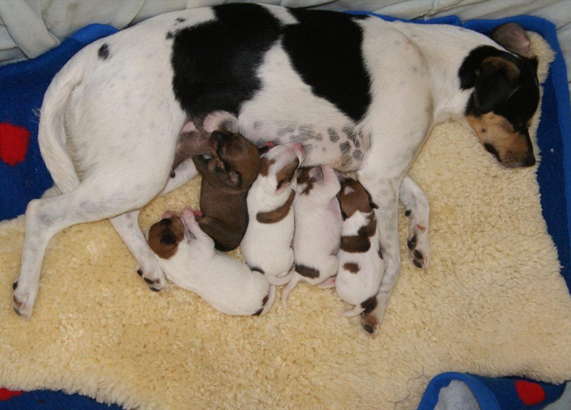 Dansk svensk gaardhund Sofie * R.I.P*  billede 3