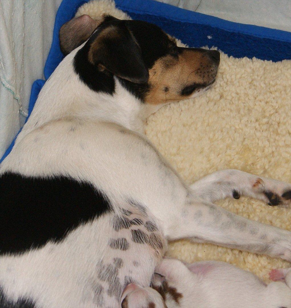 Dansk svensk gaardhund Sofie * R.I.P*  billede 5