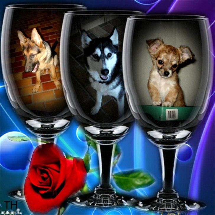 Chihuahua Bambi billede 14