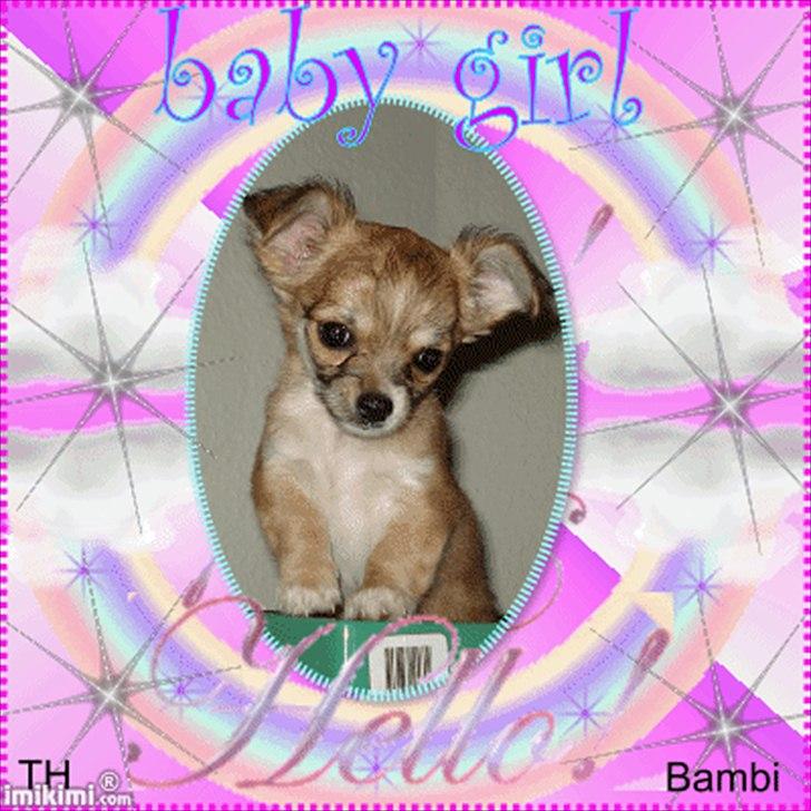 Chihuahua Bambi billede 15