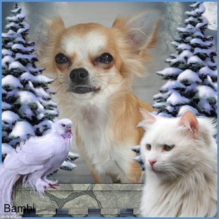 Chihuahua Bambi billede 16