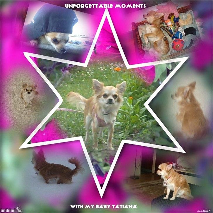 Chihuahua Bambi billede 17