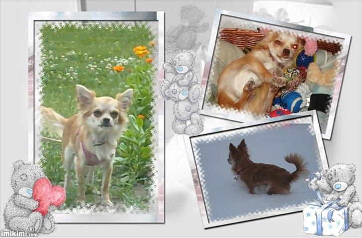 Chihuahua Bambi billede 18