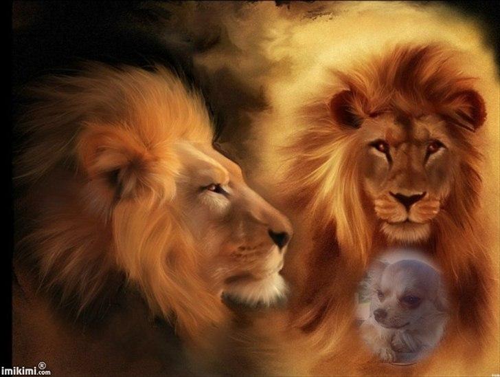 Chihuahua Bambi billede 19