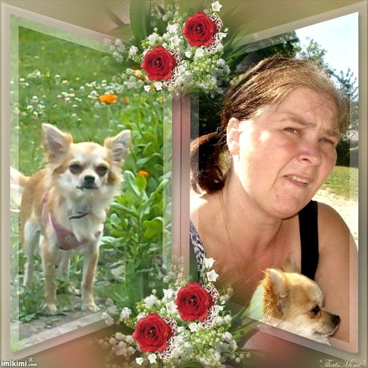 Chihuahua Bambi billede 20