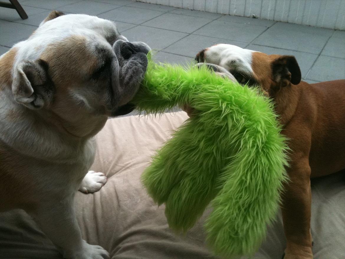 Engelsk bulldog Holger - Er'sujo - bullernes nye legetøj, det er endnu ikke lykkedes at splitte den ad :o) billede 18
