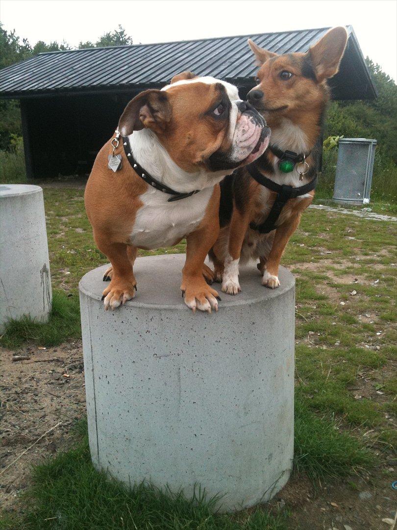 Engelsk bulldog Holger - Er'sujo - Holger og hans bedste ven, Ludvig. billede 19