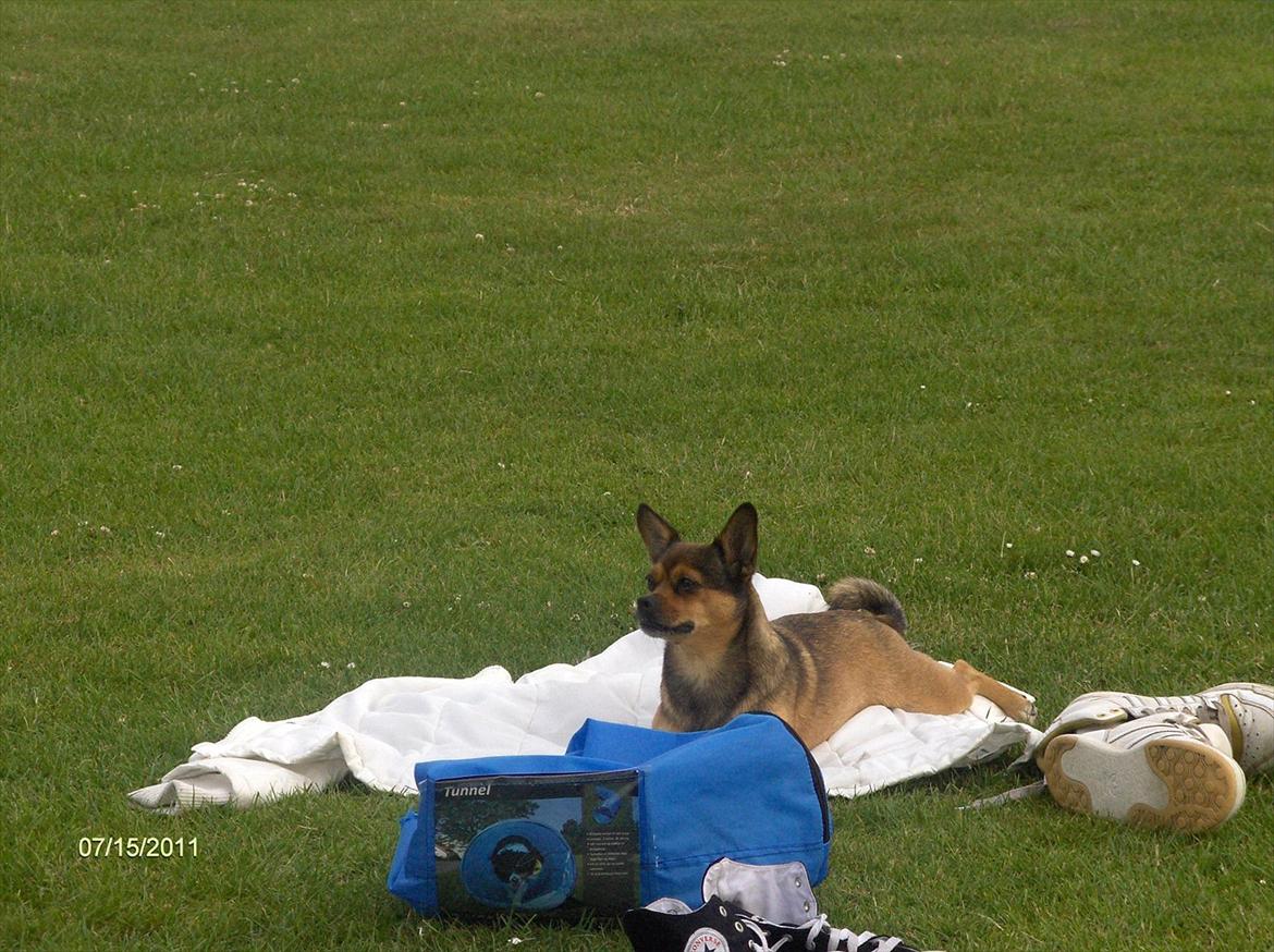 Blanding af racer Mille billede 13