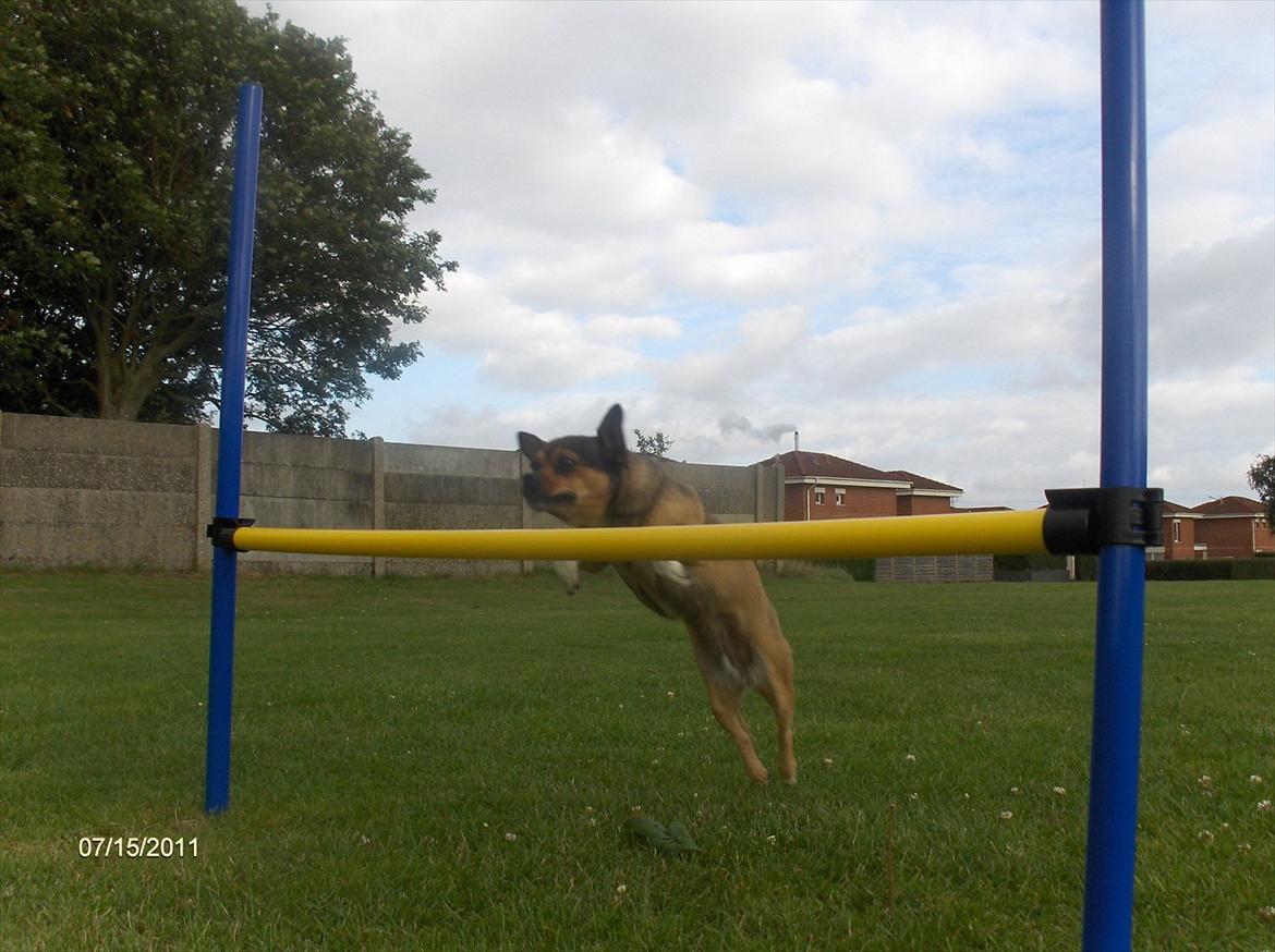 Blanding af racer Mille billede 15