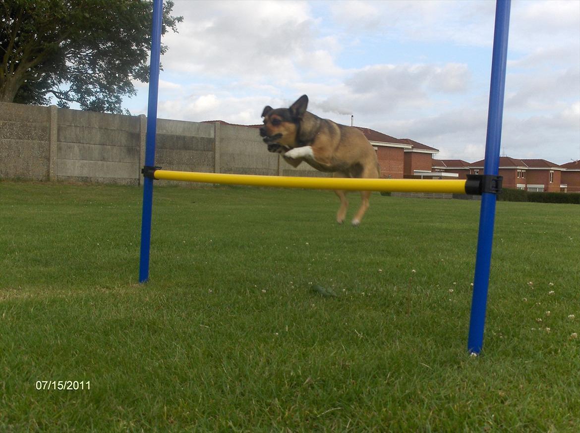 Blanding af racer Mille billede 2