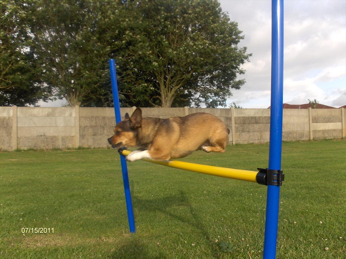 Blanding af racer Mille billede 16