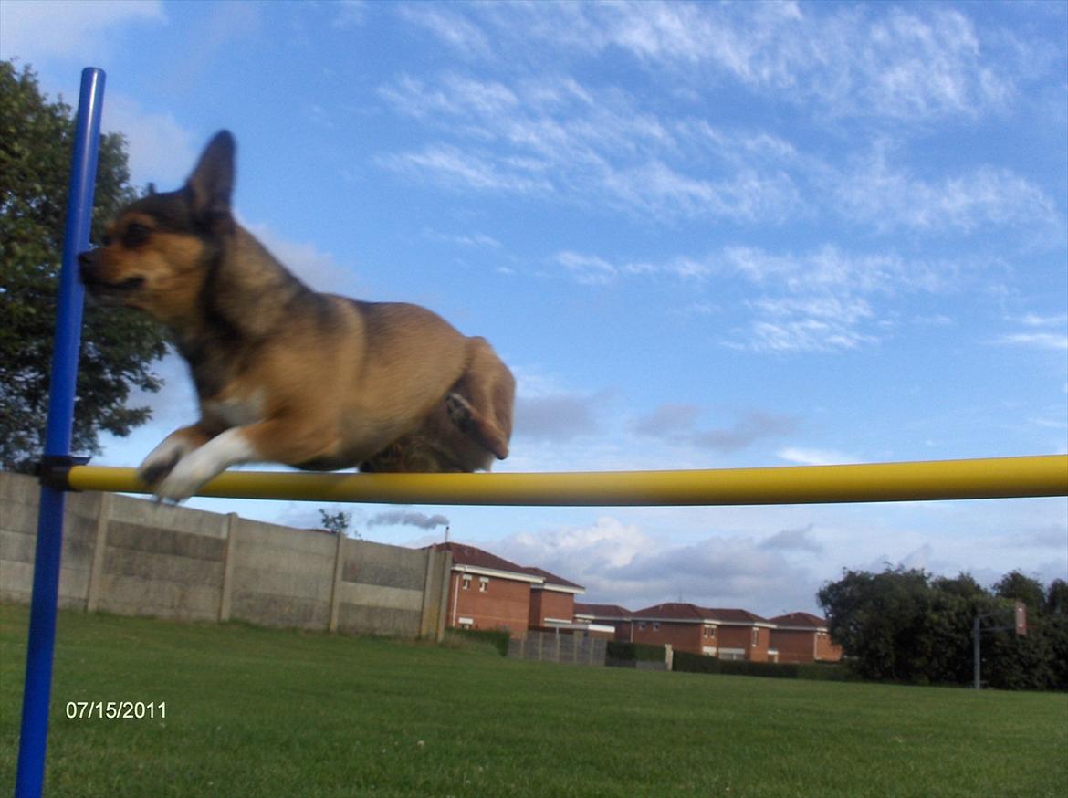 Blanding af racer Mille billede 12