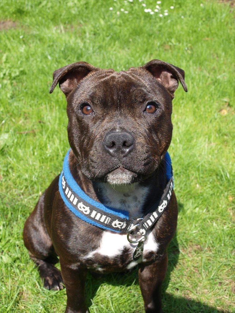 Staffordshire bull terrier Albert billede 7