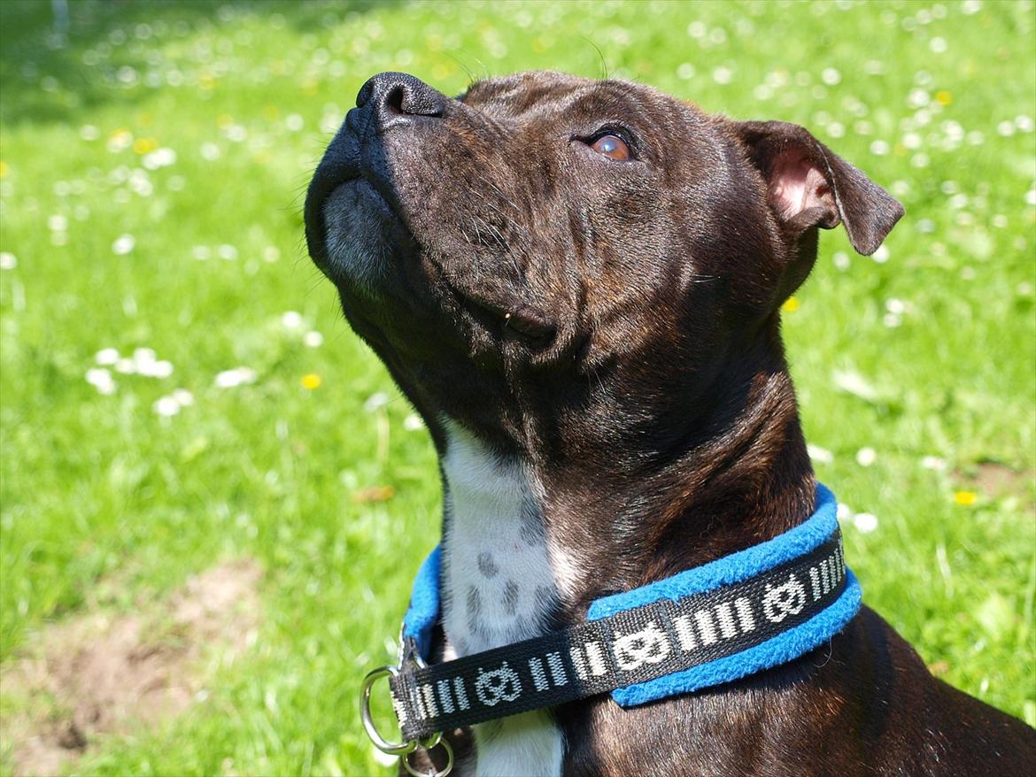 Staffordshire bull terrier Albert billede 4