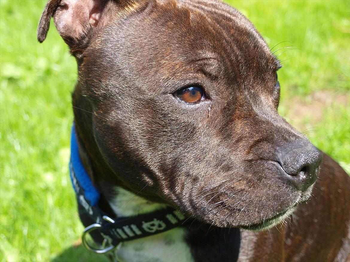 Staffordshire bull terrier Albert billede 8
