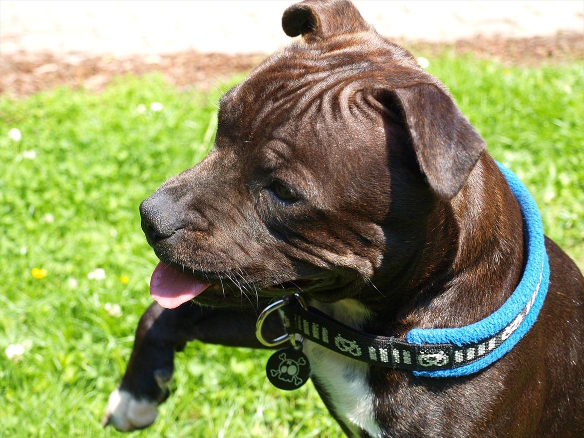 Staffordshire bull terrier Albert billede 6