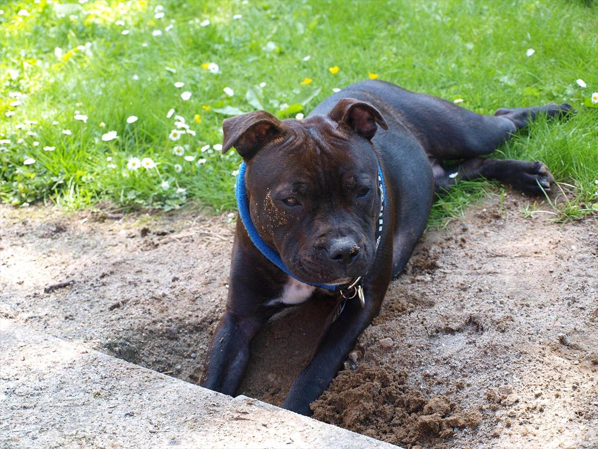 Staffordshire bull terrier Albert billede 9