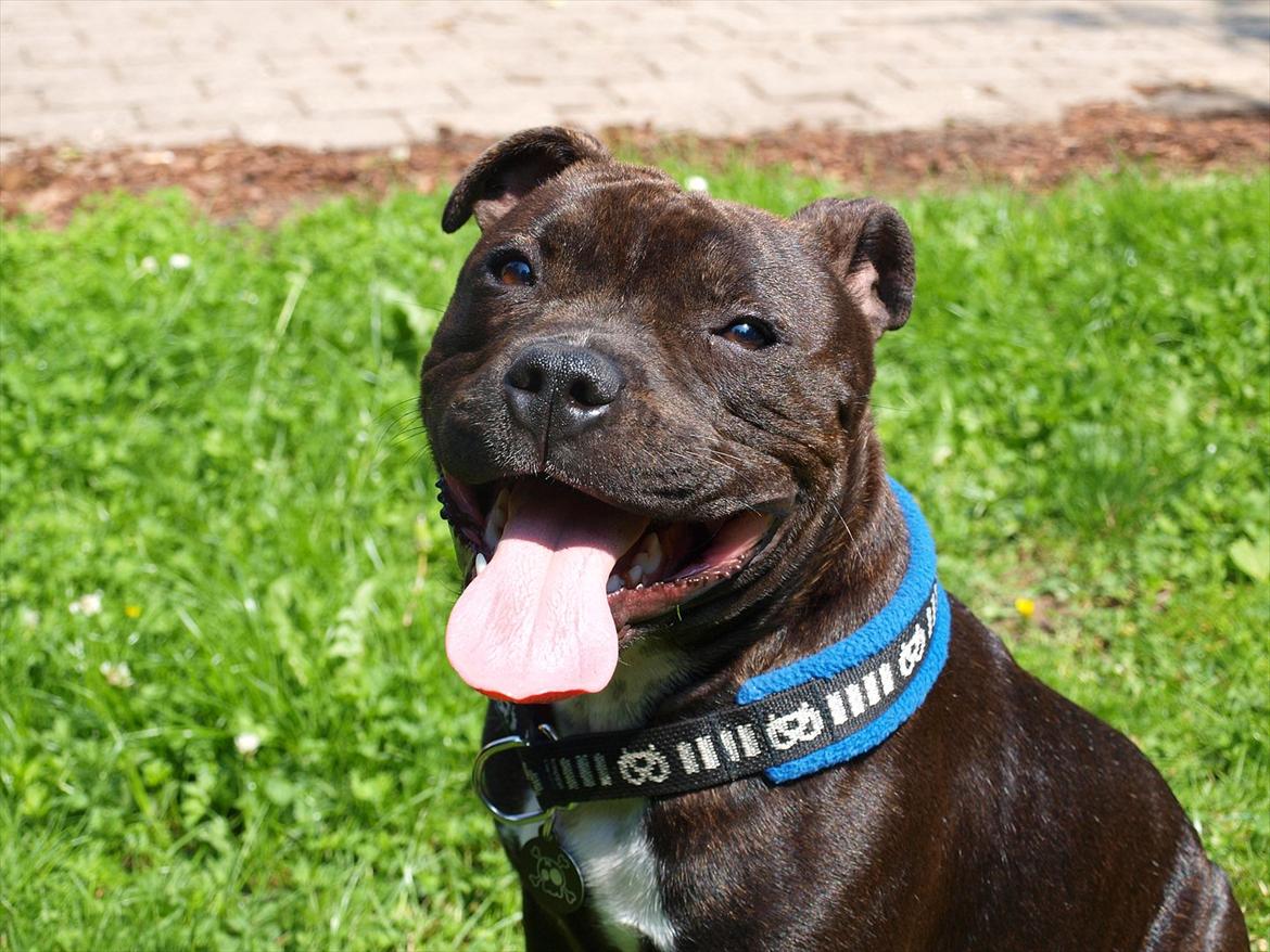 Staffordshire bull terrier Albert billede 1