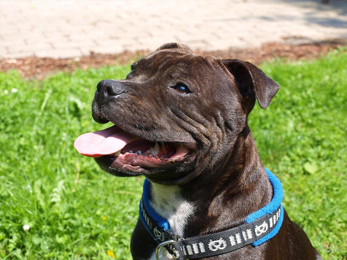 Staffordshire bull terrier Albert billede 2