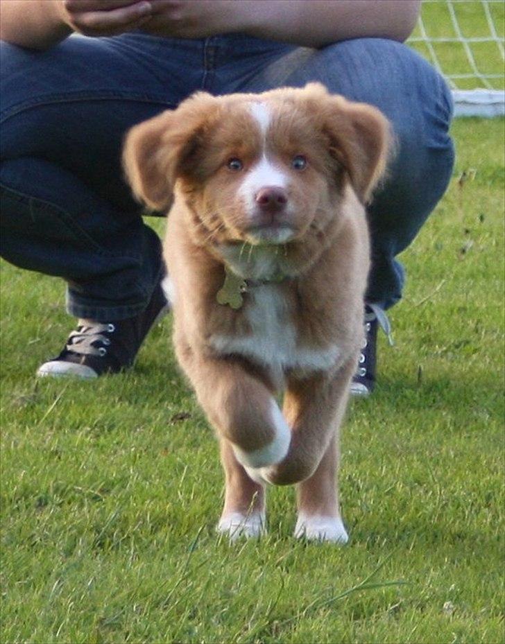 Nova scotia duck tolling retriever Saga billede 3