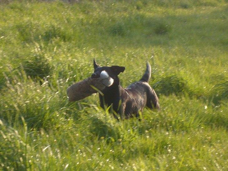 Labrador retriever Murphy billede 1