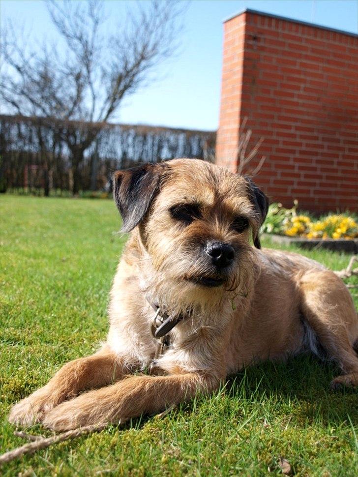 Border terrier Skarreklit Felix - Velkommen :) billede 1