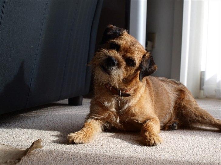 Border terrier Skarreklit Felix - Søde Felix billede 2