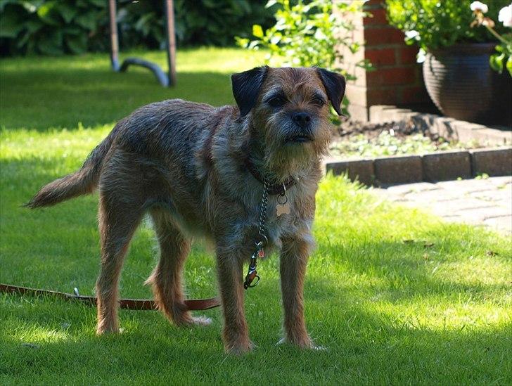 Border terrier Skarreklit Felix billede 3