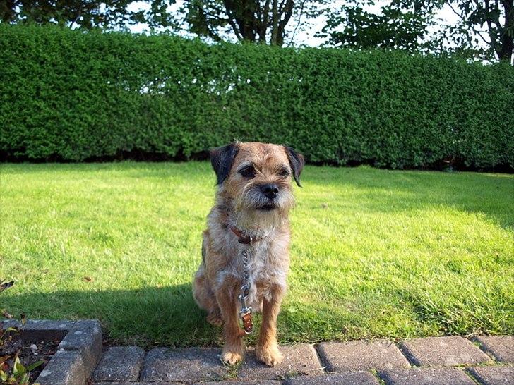 Border terrier Skarreklit Felix billede 4