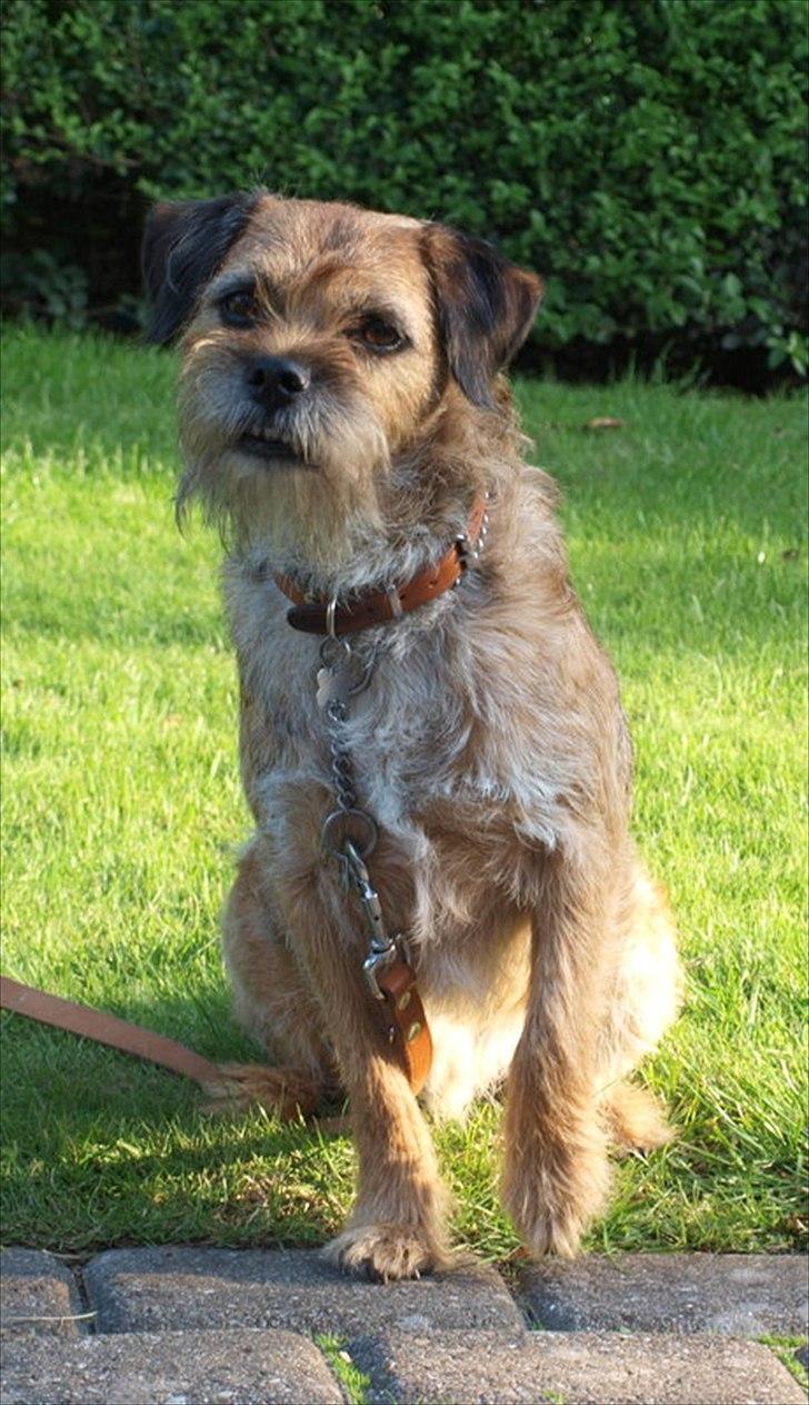 Border terrier Skarreklit Felix billede 5