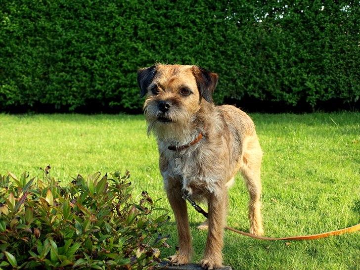 Border terrier Skarreklit Felix billede 6