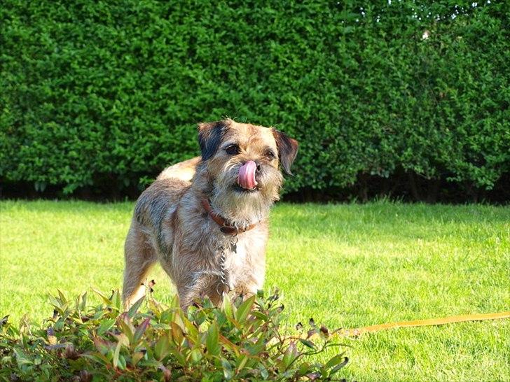 Border terrier Skarreklit Felix billede 7