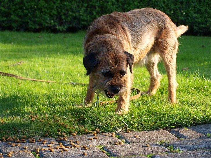 Border terrier Skarreklit Felix - Mmm mad!! :D billede 8
