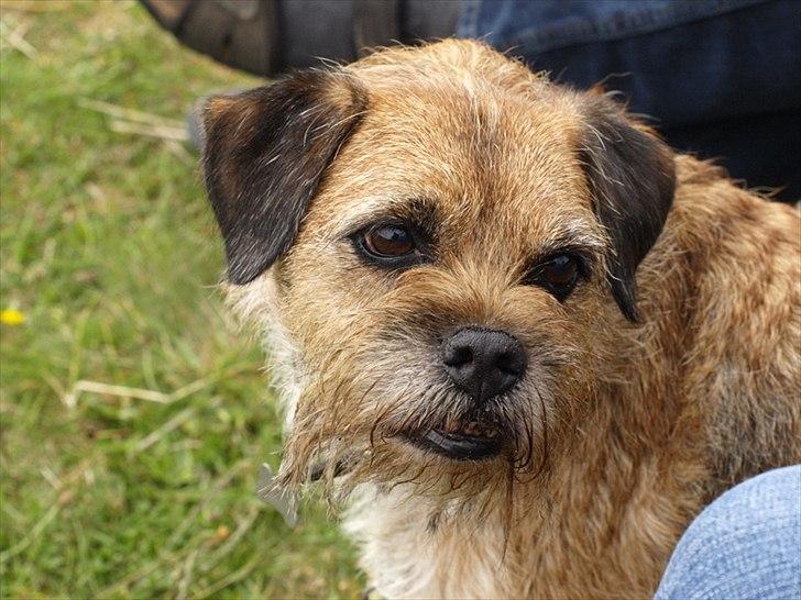 Border terrier Skarreklit Felix billede 9