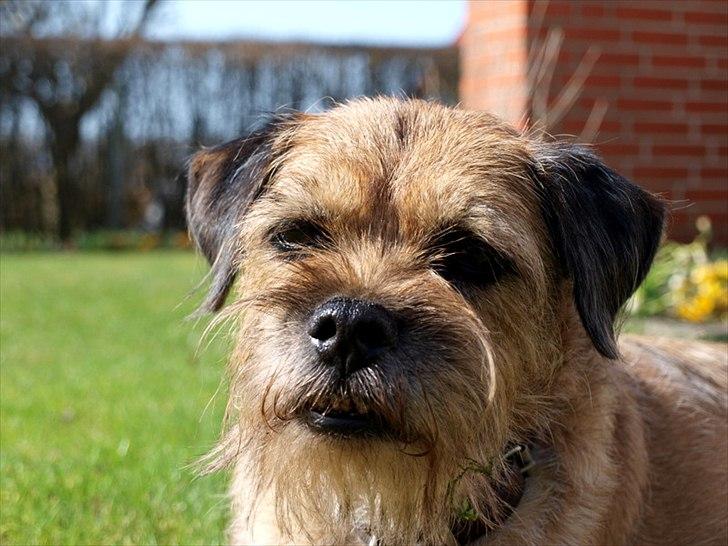 Border terrier Skarreklit Felix billede 10