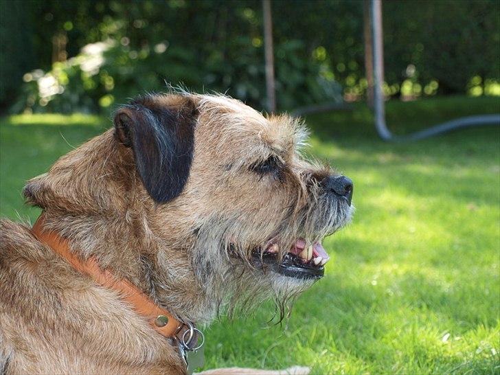 Border terrier Skarreklit Felix billede 11