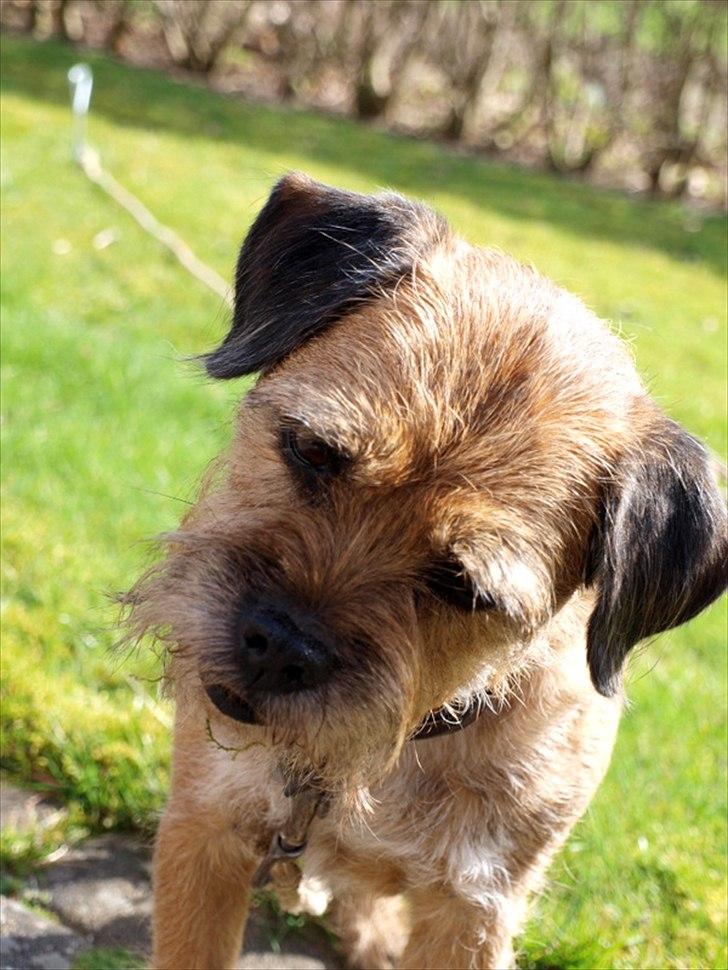 Border terrier Skarreklit Felix billede 12