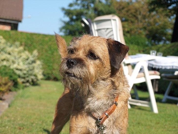 Border terrier Skarreklit Felix billede 13