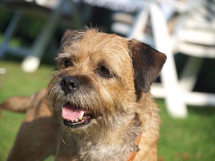 Border terrier Skarreklit Felix billede 14