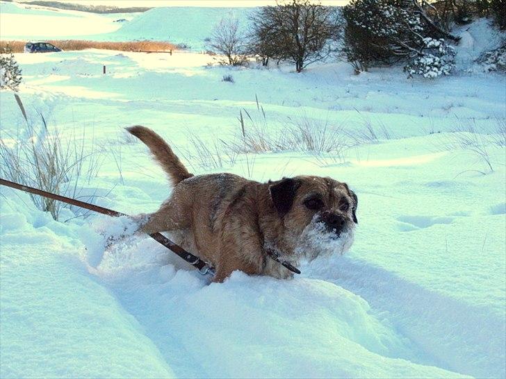 Border terrier Skarreklit Felix - Måske er det her sne lidt for dybt billede 15